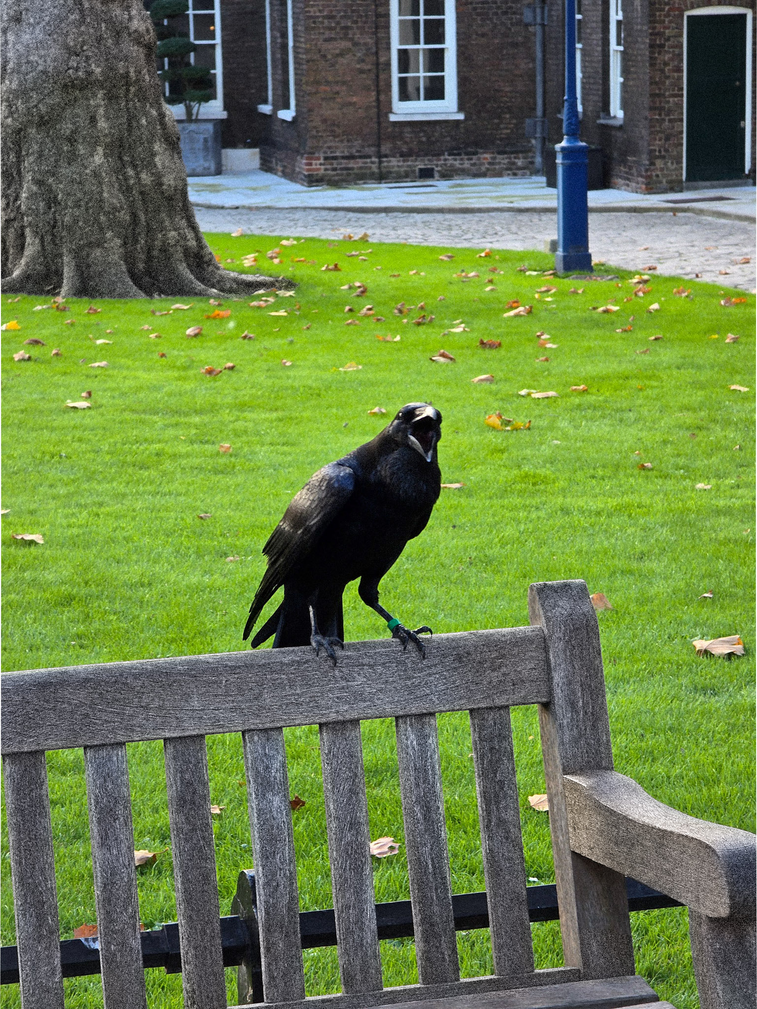 A black crow standing on the backrest of a wooden bench in a green park.